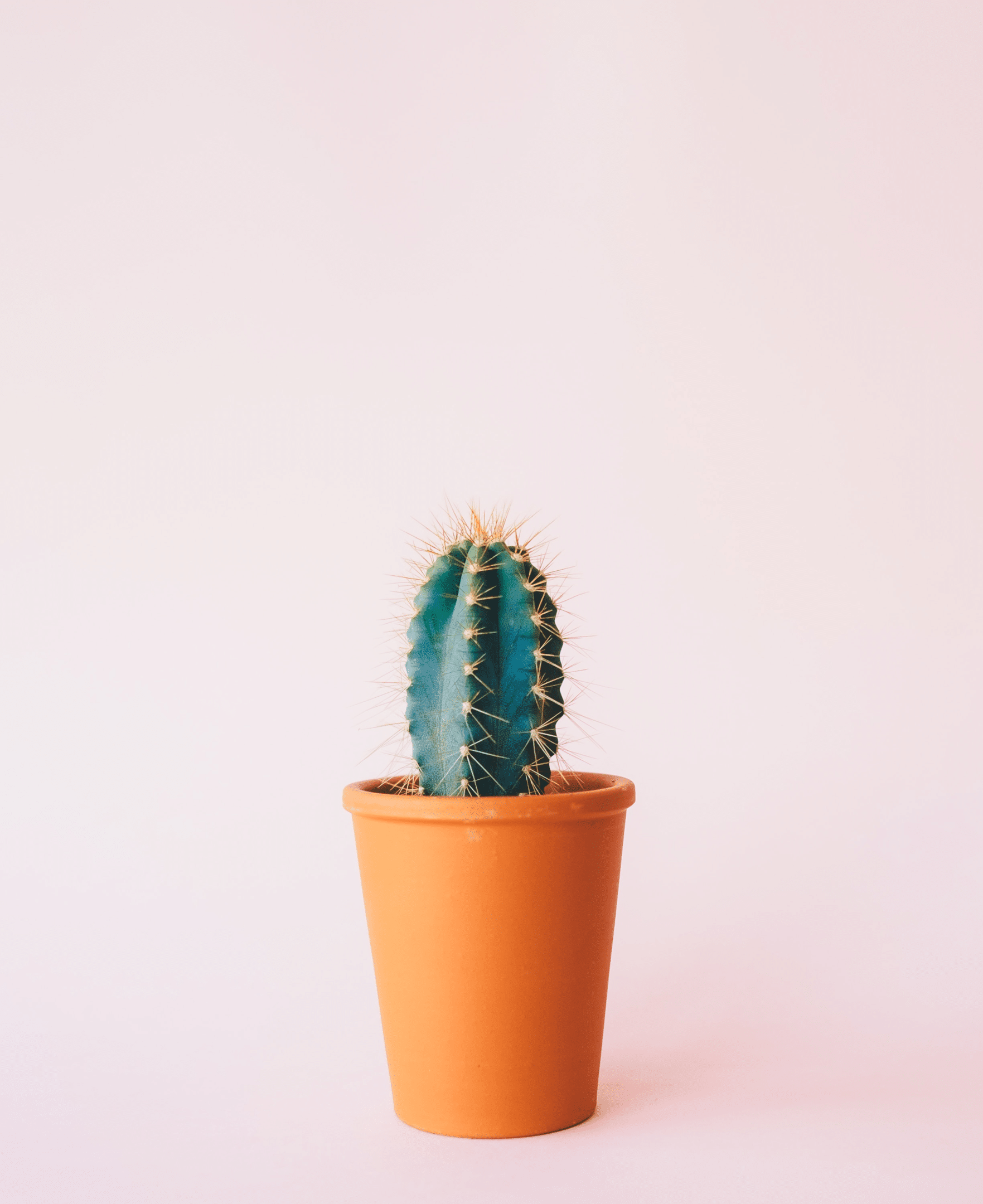 A cactus